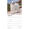 BrownTrout; Great Pyrenees | 2027 12 x 24 Inch (Hanging) Monthly Square Wall Calendar | Plastic-Free; Category:Wall Calendars; Image:4